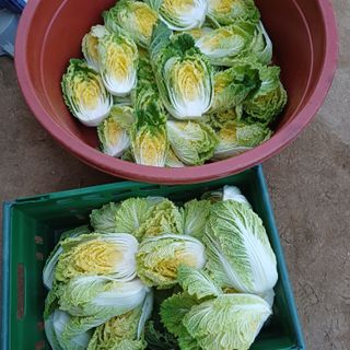 삼성농산님의 자유주제 · 자유게시판 작성글 사진