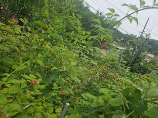 청산거사님의 농사, 무엇이든 물어보세요! · 참여글 작성글 사진