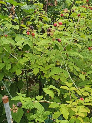 청산거사님의 농사, 무엇이든 물어보세요! · 참여글 작성글 사진