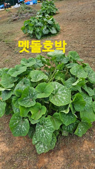 장철식님의 자유주제 · 자유게시판 작성글 사진