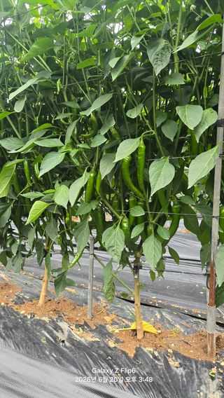 차상만님의 자유주제 · 자유게시판 작성글 사진