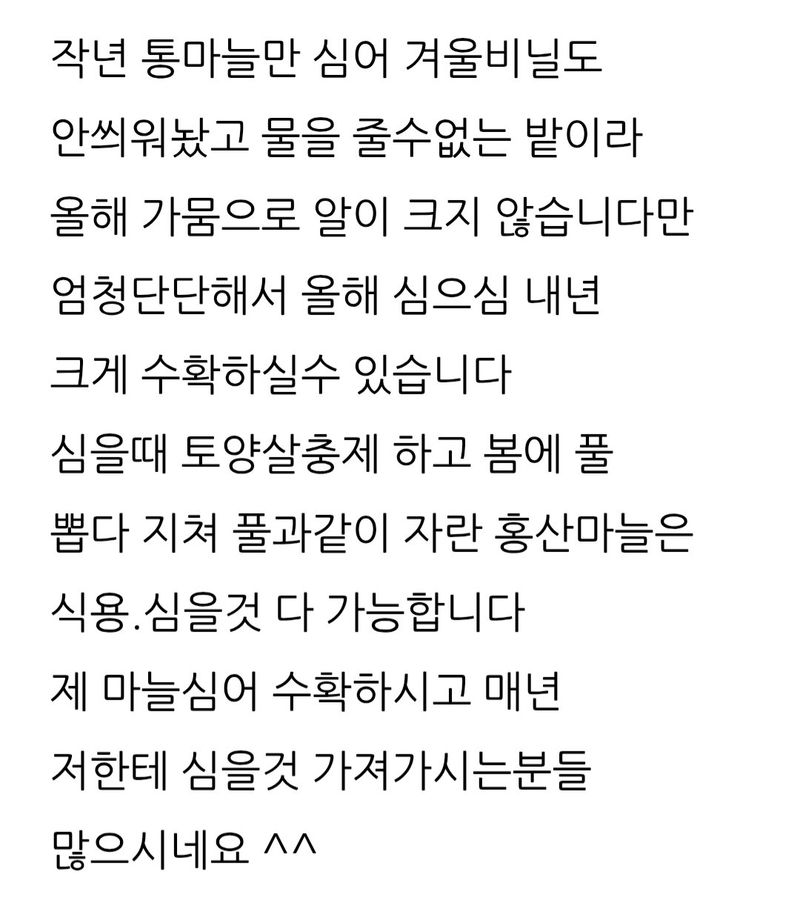 삼성농산님의 장터 판매 상품 [통마늘 심어 수확한 홍산마늘심을것 2접가량 7만] 첨부 사진