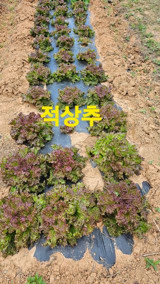 장철식님의 자유주제 · 자유게시판 작성글 사진