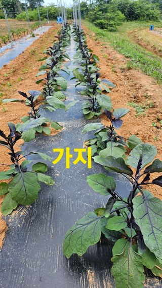 장철식님의 자유주제 · 자유게시판 작성글 사진