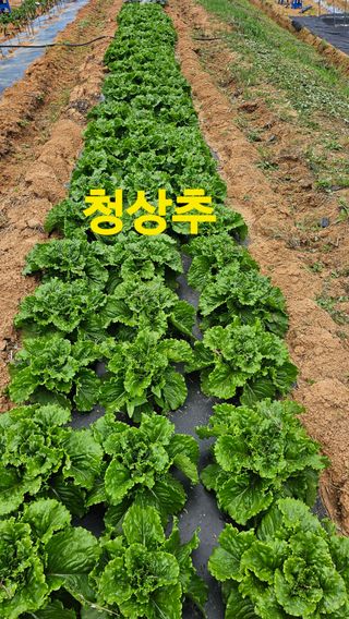 장철식님의 자유주제 · 자유게시판 작성글 사진