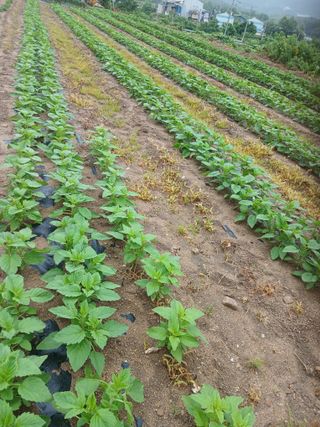 전국하님의 자유주제 · 자유게시판 작성글 사진