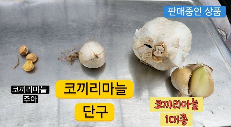 조한솔님의 장터 판매 상품 [코끼리마늘 씨마늘용] 첨부 사진