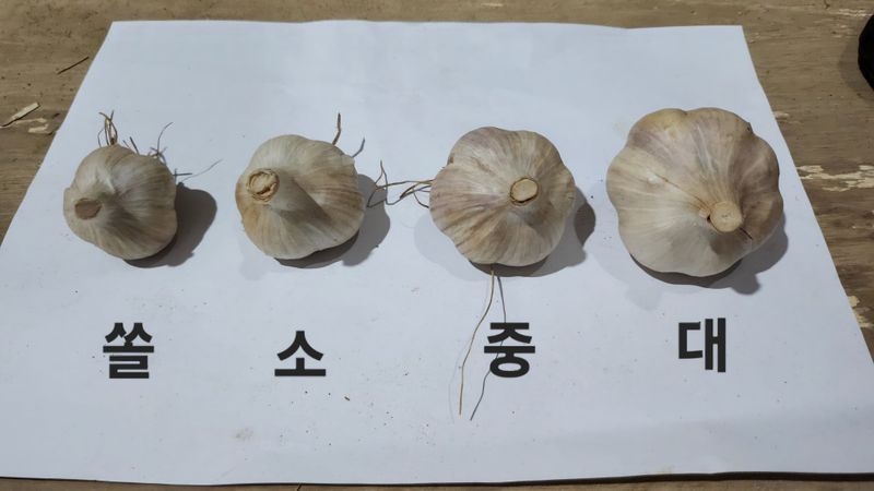 장터 상품 [홍산마늘 1세대(1대종) 종자 씨마늘 1kg] 썸네일