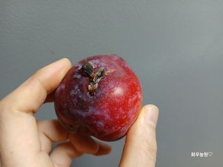 화우농원님의 자유주제 · 자유게시판 작성글 사진