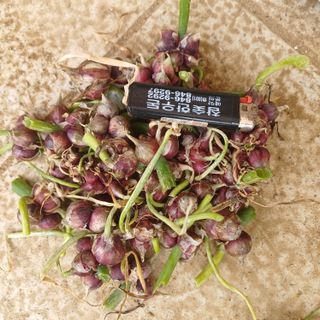 삼성농산님의 작성글 사진