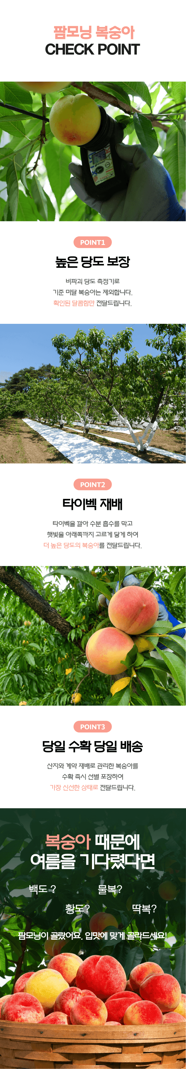 팜모닝 산지직송님의 장터 판매 상품 [[산지직송] 전북 남원 백도/황도 털복숭아] 첨부 사진