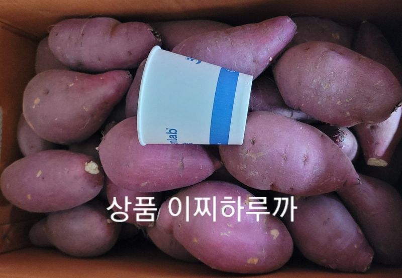 사랑꽃농장님의 장터 판매 상품 [ 실속형 못난이 이찌 하루까 판매5kg] 첨부 사진