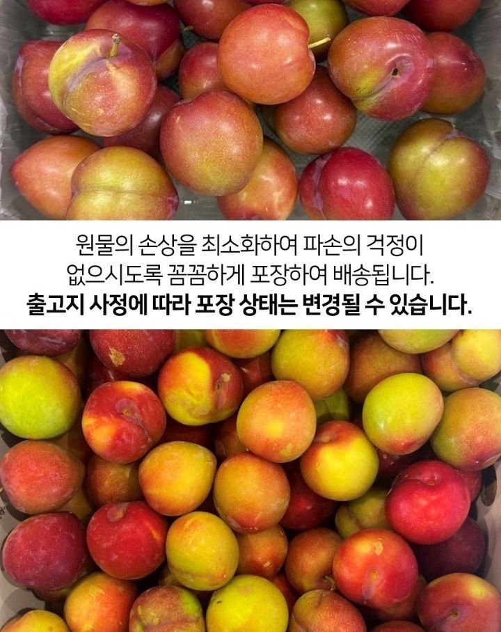 자두14488님의 장터 판매 상품 [자두 3kg 새콤달콤 여름 제철 과일 ] 첨부 사진