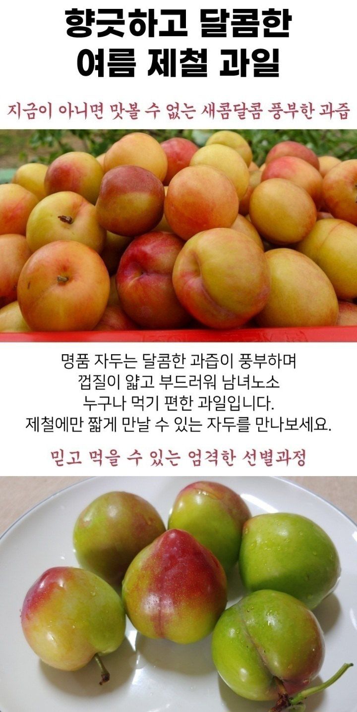 자두14488님의 장터 판매 상품 [자두 3kg 새콤달콤 여름 제철 과일 ] 첨부 사진