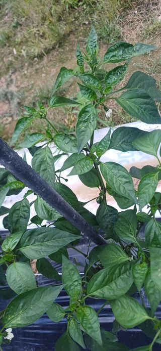 초보퍼머5도2촌준비님의 자유주제 · 자유게시판 작성글 사진