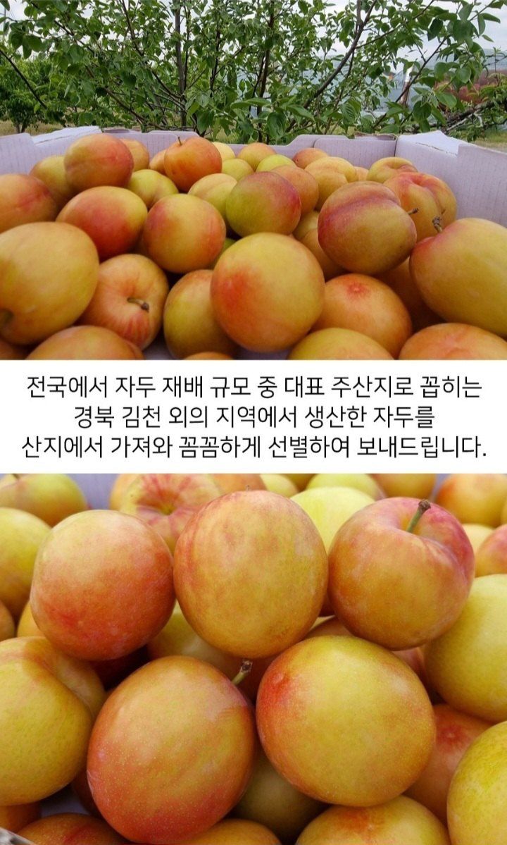 자두14488님의 장터 판매 상품 [자두 3kg 새콤달콤 여름 제철 과일 ] 첨부 사진