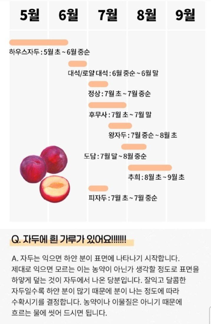 자두14488님의 장터 판매 상품 [자두 3kg 새콤달콤 여름 제철 과일 ] 첨부 사진
