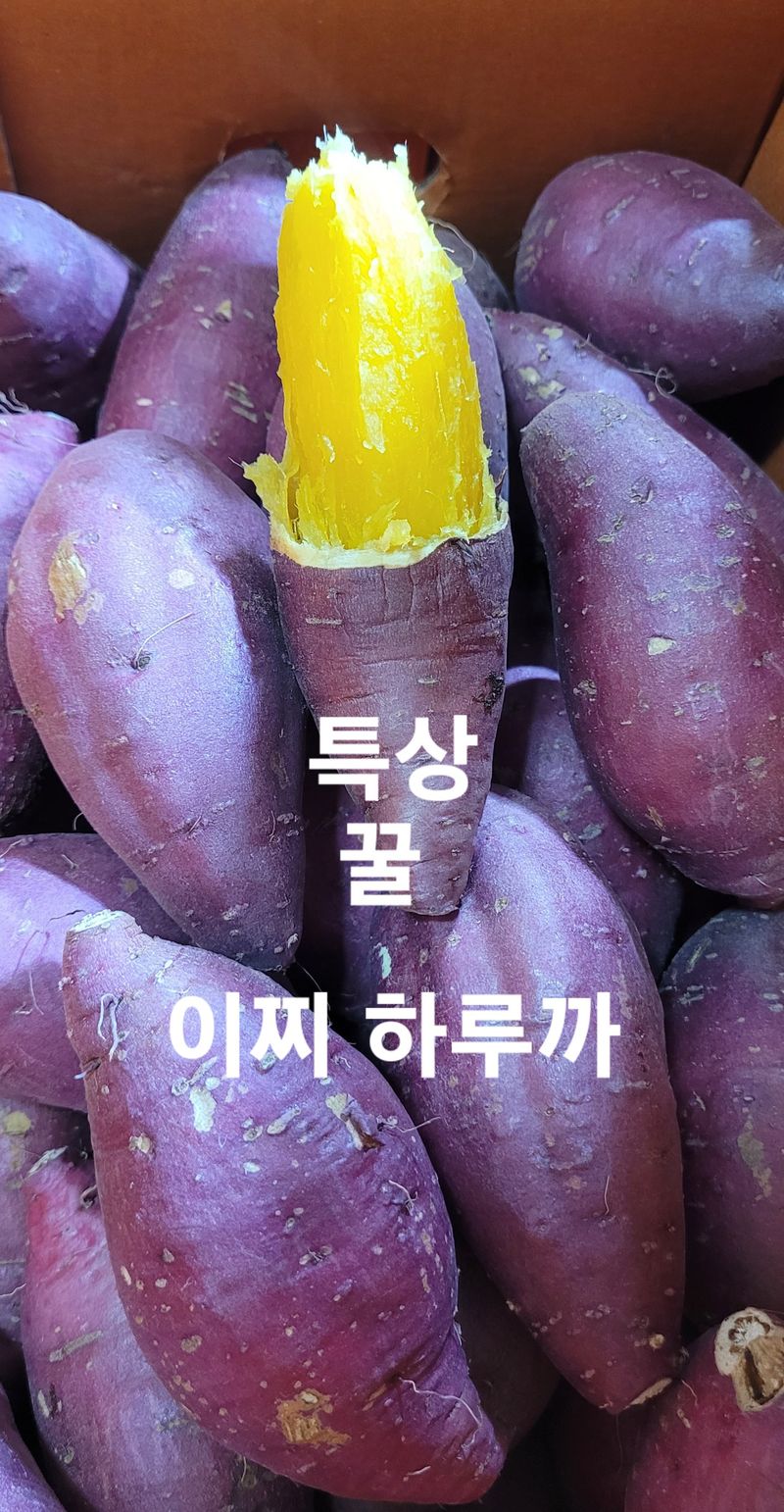 사랑꽃농장님의 장터 판매 상품 [ 실속형 못난이 이찌 하루까 판매5kg] 첨부 사진