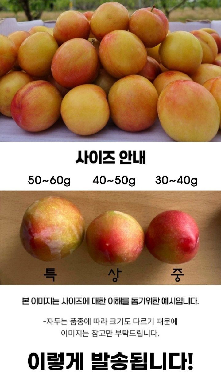 자두14488님의 장터 판매 상품 [자두 3kg 새콤달콤 여름 제철 과일 ] 첨부 사진