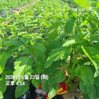민들레님의 자유주제 · 자유게시판 작성글 사진