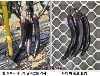 조용길님의 자유주제 · 자유게시판 작성글 사진