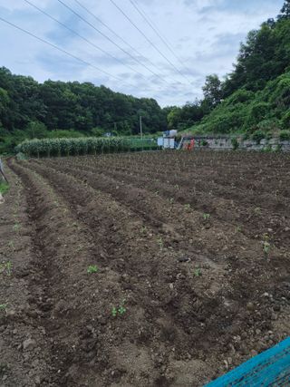 옥천서화농님의 자유주제 · 자유게시판 작성글 사진