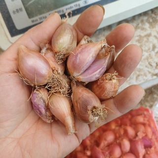 삼성농산님의 작성글 사진