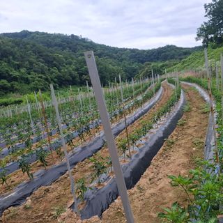 오영도님의 자유주제 · 자유게시판 작성글 사진