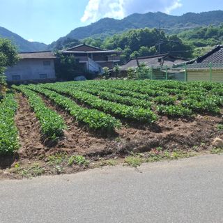 오영도님의 자유주제 · 자유게시판 작성글 사진