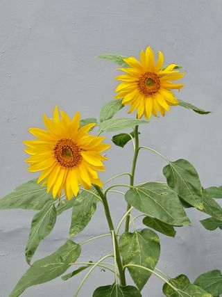 연향님의 자유주제 · 자유게시판 작성글 사진
