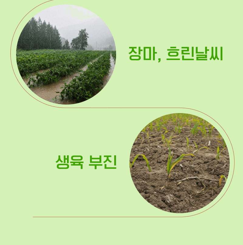 농업마켓365님의 장터 판매 상품 [아미노산100 액제 500ml 고농축 동식물성 유리아미노산 생육촉진 프리미엄 식물영양제] 첨부 사진
