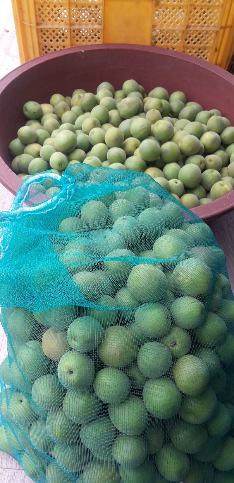 이슬농부농산님의 장터 판매 상품 [친환경 청매실(10kg)] 첨부 사진