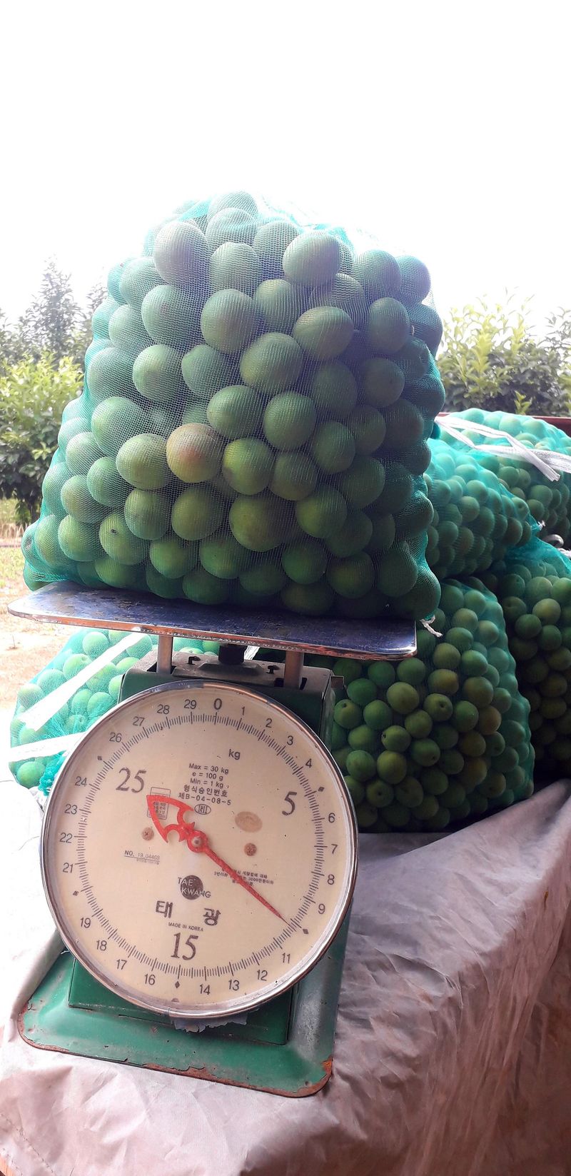 이슬농부농산님의 장터 판매 상품 [친환경 청매실(10kg)] 첨부 사진