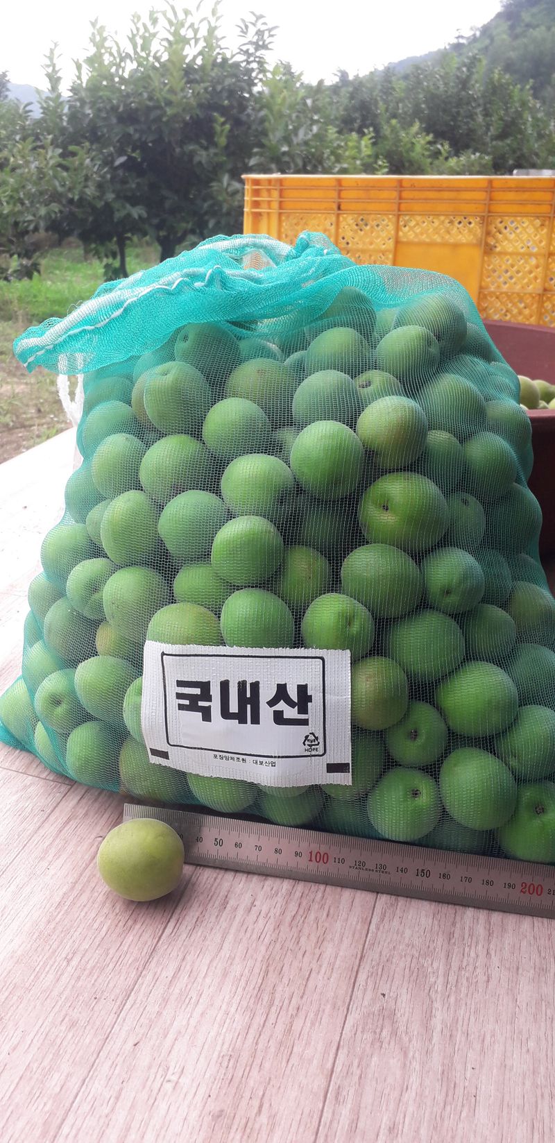 이슬농부농산님의 장터 판매 상품 [친환경 청매실(10kg)] 첨부 사진