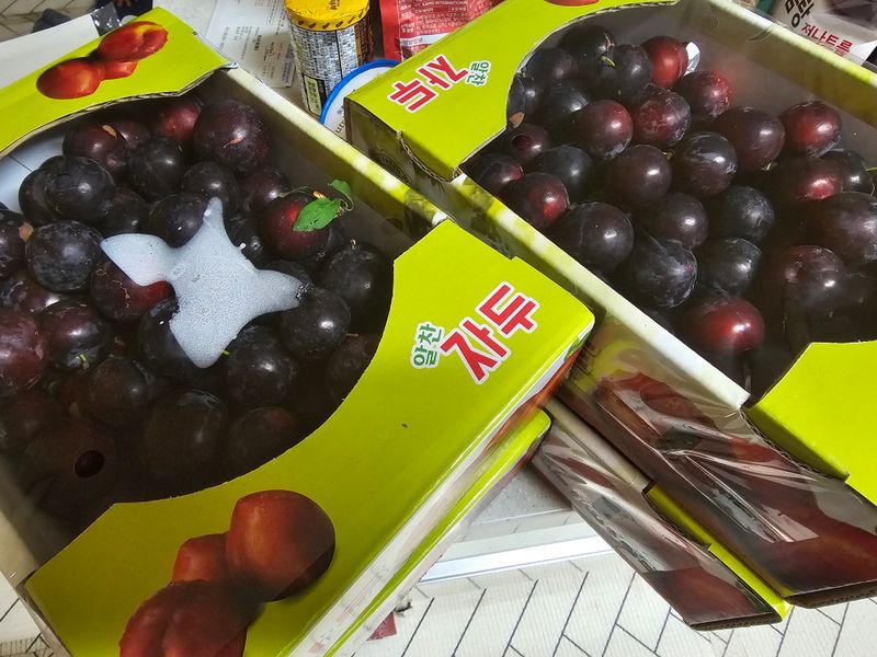 천승준님의 장터 판매 상품 [바이오자두(체리자두) 1kg] 첨부 사진