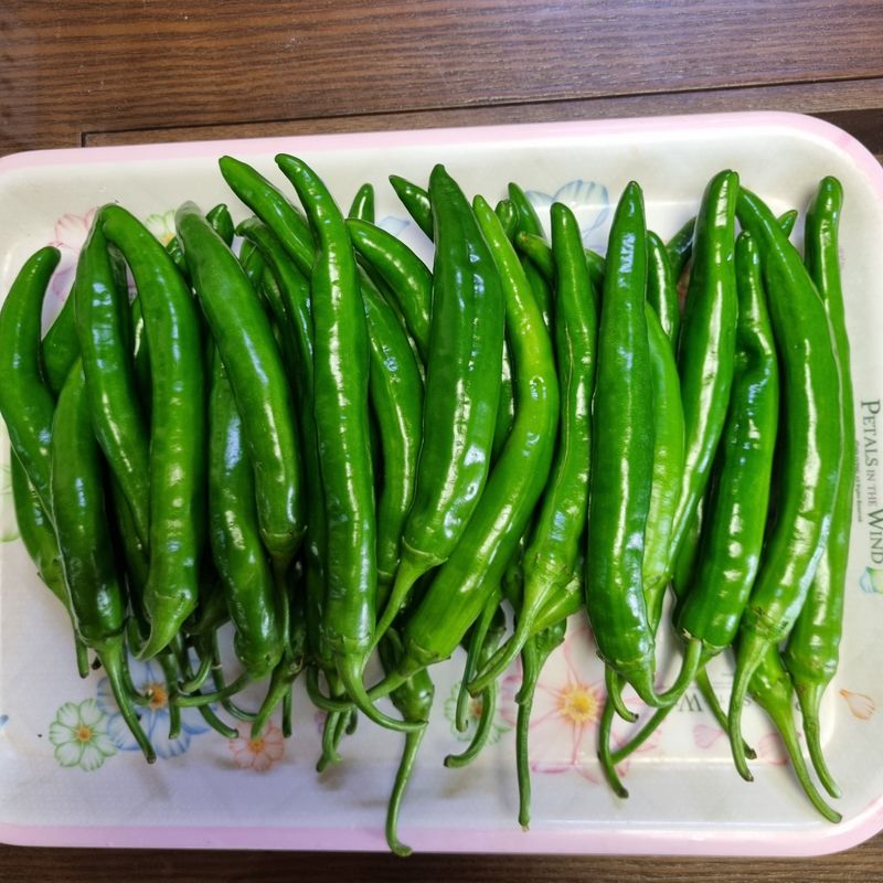 훈&팜님의 장터 판매 상품 [미인고추풋고추 1kg] 첨부 사진