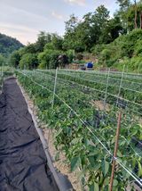 나효식님의 자유주제·자유게시판 작성글 사진