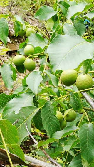 까두까두 님의 자유주제 · 자유게시판 작성글 사진