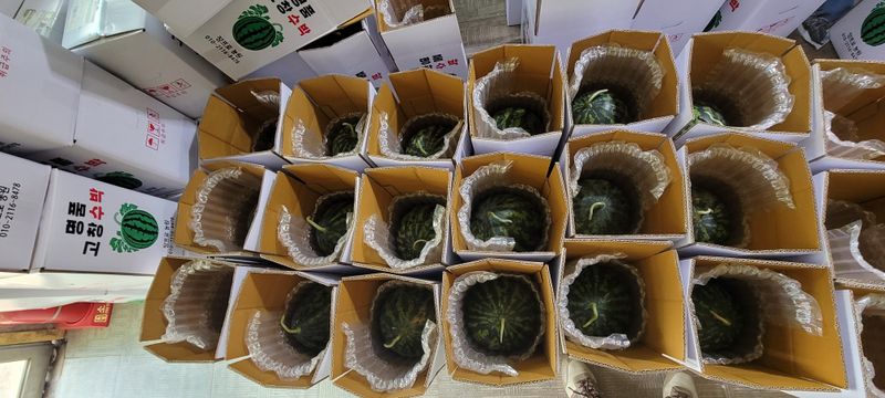 사랑꽃농장님의 장터 판매 상품 [대물 대과)고창 수박12kg] 첨부 사진