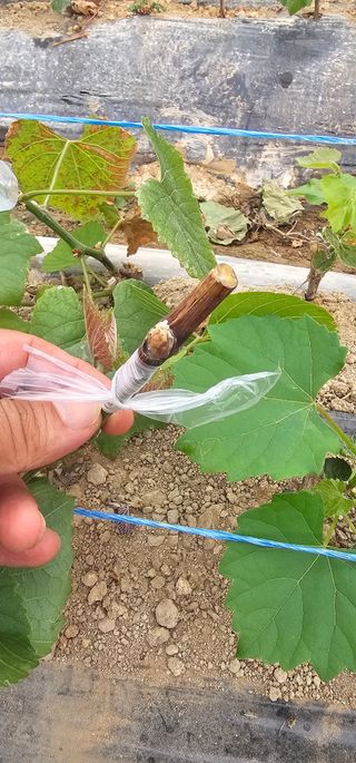 뿌리묘목농원님의 자유주제 · 자유게시판 작성글 사진