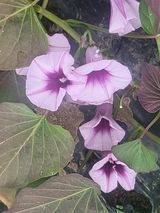 둥근마지기님의 자유주제·자유게시판 작성글 사진
