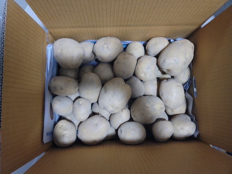 최선화님의 장터 판매 상품 [감자 수미 10kg /20kg] 첨부 사진