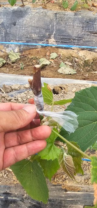 뿌리묘목농원님의 자유주제 · 자유게시판 작성글 사진