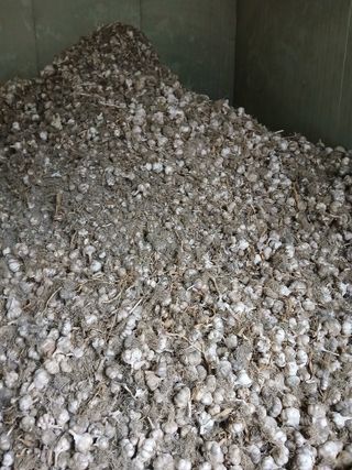 마늘 복숭아윤금자님의 자유주제 · 자유게시판 작성글 사진