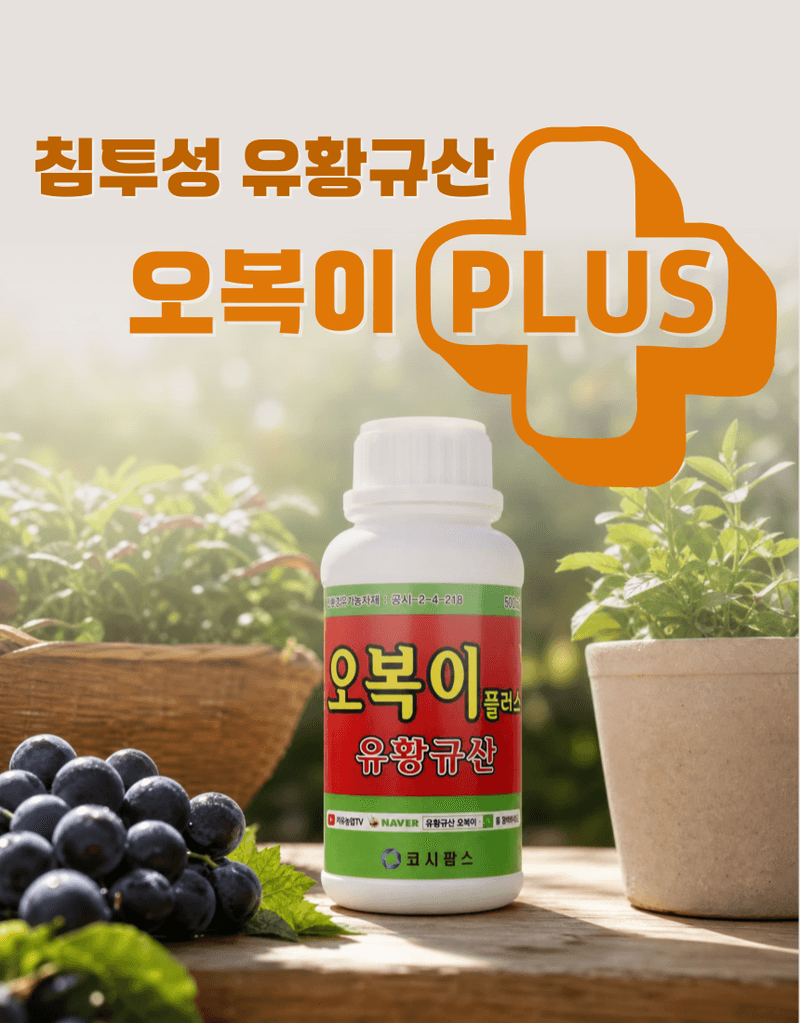 농업마켓365님의 장터 판매 상품 [오복이 플러스 500ML/1L/20L 유황규산 유기농업자재 병해관리 규산황 수용성유황] 첨부 사진