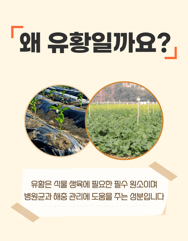 농업마켓365님의 장터 판매 상품 [오복이 플러스 500ML/1L/20L 유황규산 유기농업자재 병해관리 규산황 수용성유황] 첨부 사진