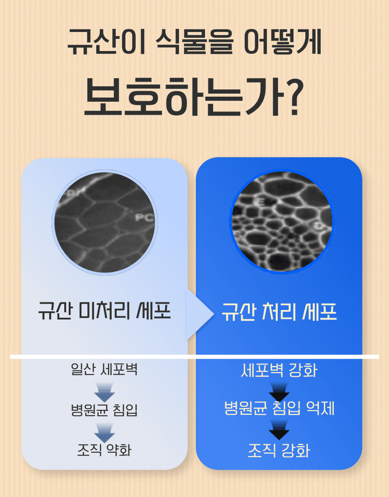 농업마켓365님의 장터 판매 상품 [오복이 플러스 500ML/1L/20L 유황규산 유기농업자재 병해관리 규산황 수용성유황] 첨부 사진