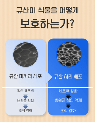 농업마켓365님의 작성글 사진
