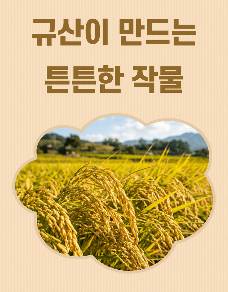농업마켓365님의 장터 판매 상품 [오복이 플러스 500ML/1L/20L 유황규산 유기농업자재 병해관리 규산황 수용성유황] 첨부 사진