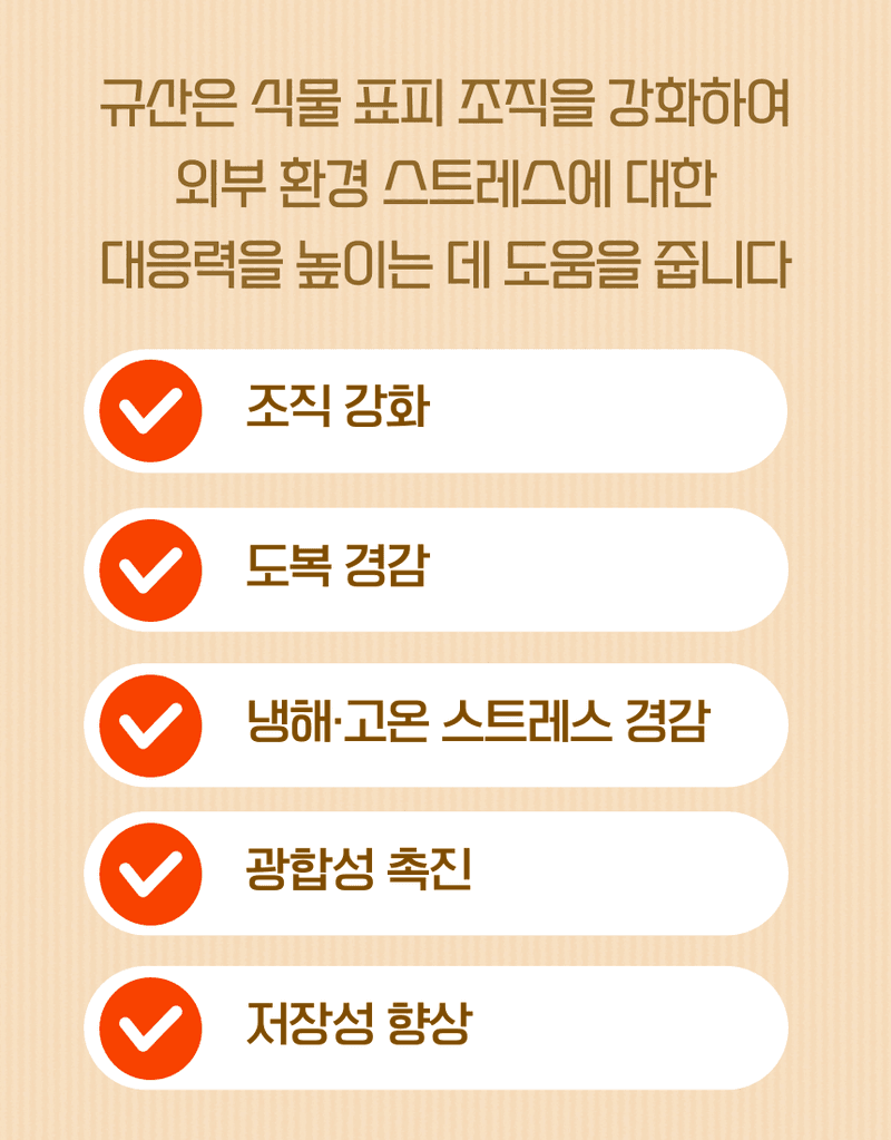 농업마켓365님의 장터 판매 상품 [오복이 플러스 500ML/1L/20L 유황규산 유기농업자재 병해관리 규산황 수용성유황] 첨부 사진